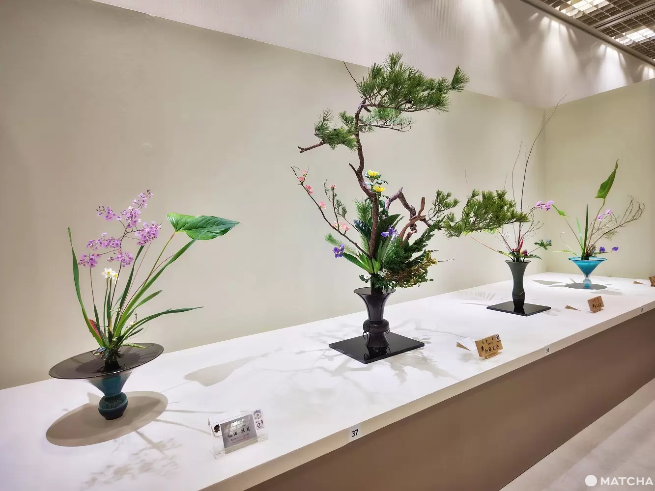 Kyoto's Largest Ikebana Event: Ikenobo Tanabata Autumn Exhibition 2025