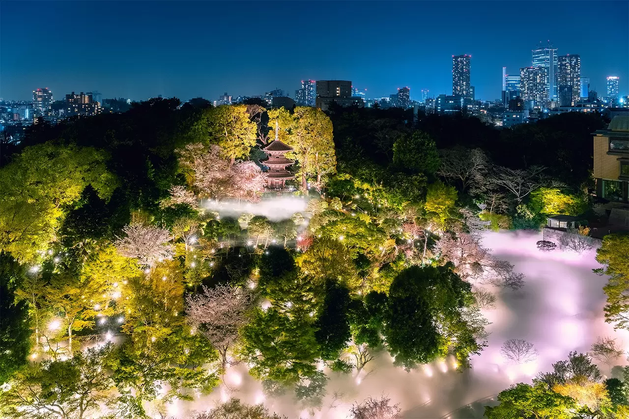 Cherry Blossoms at Hotel Chinzanso Tokyo: Night Sakura Sea of Clouds