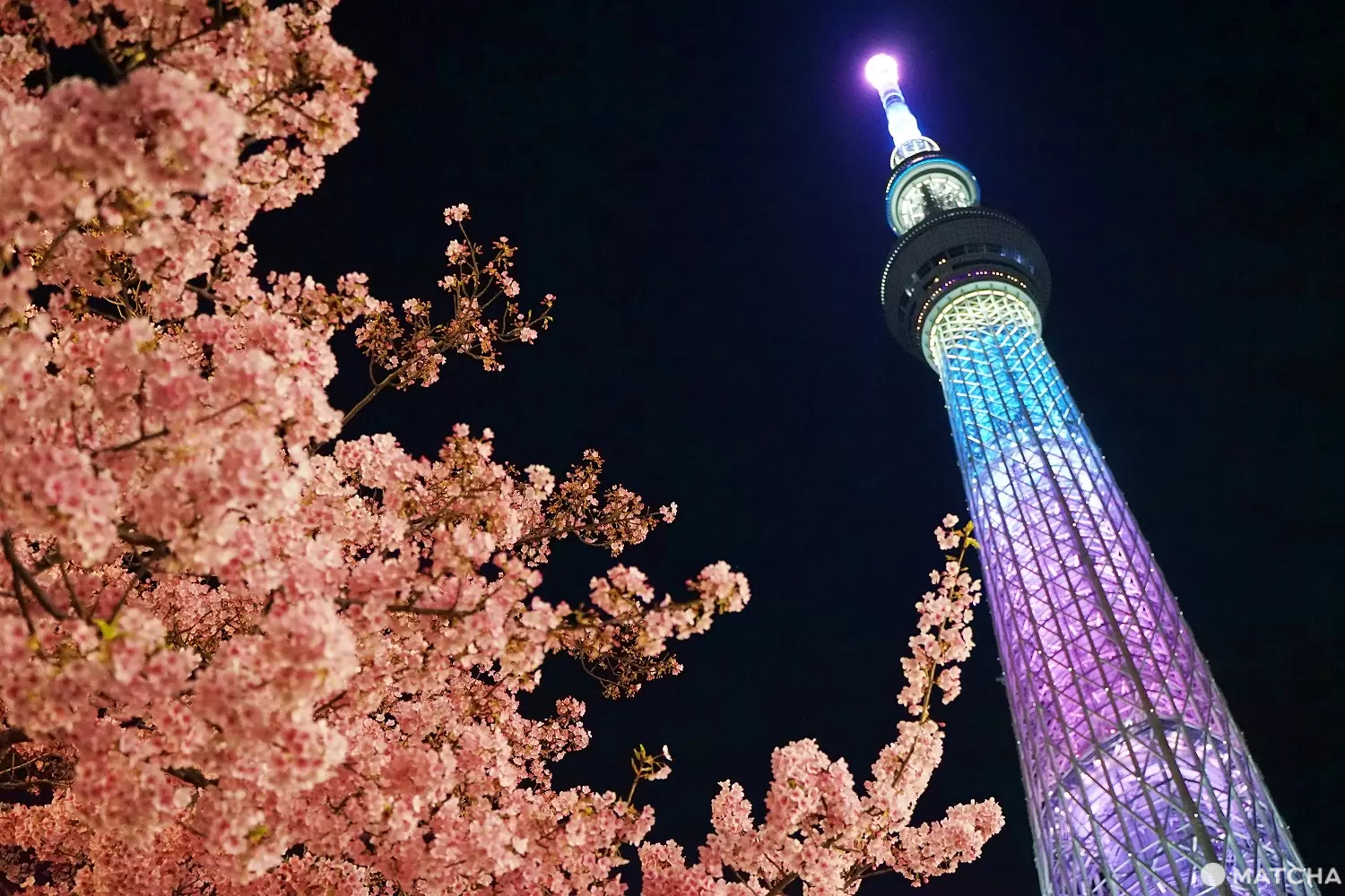 The Sakura SKYTREE: Special Spring Events at Tokyo Skytree in 2025