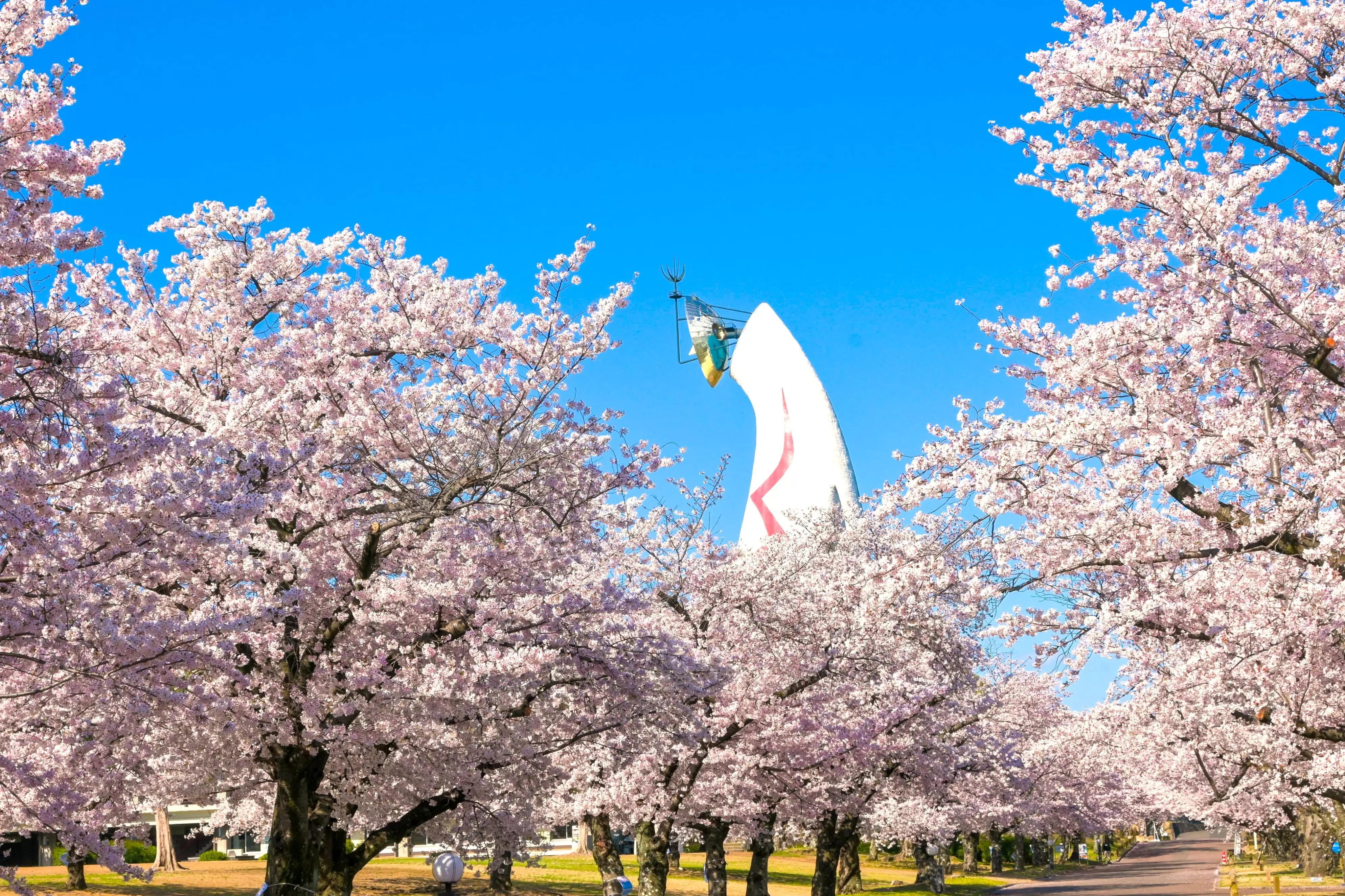 Osaka's SAKURA EXPO 2025: Cherry Blossom Festival at Expo Memorial Park