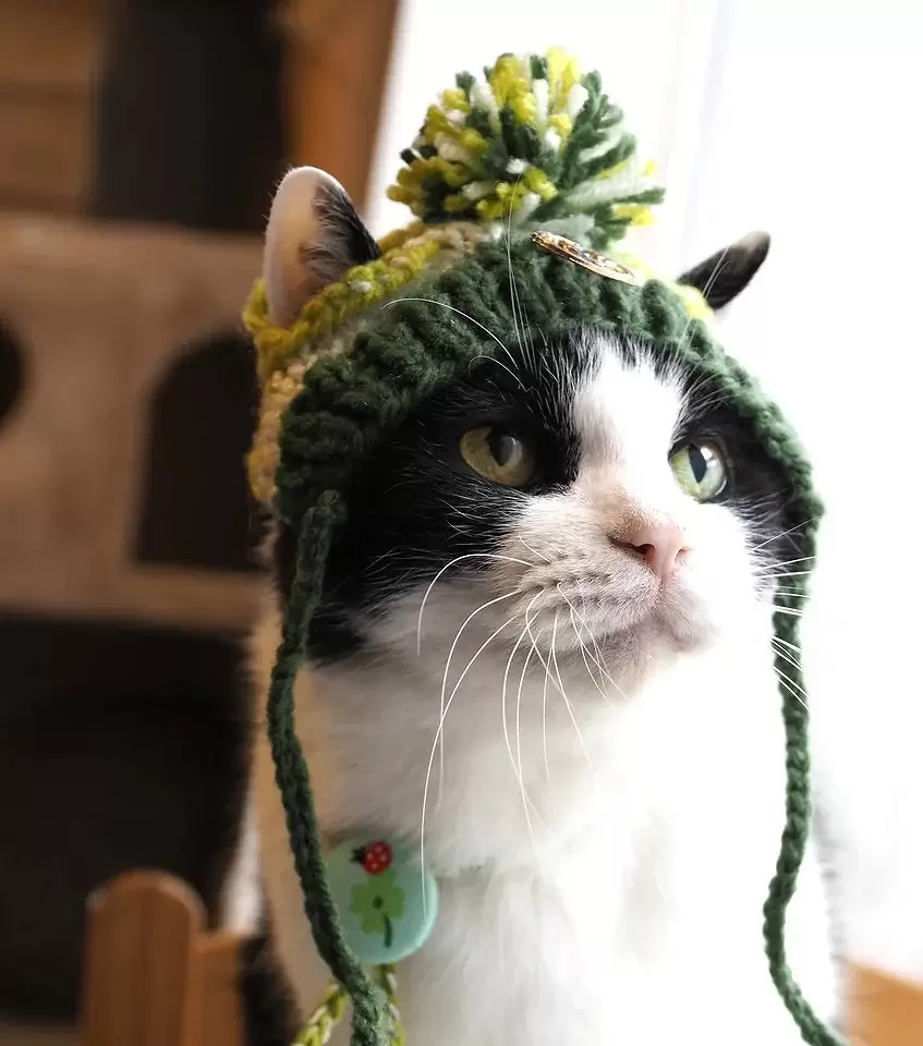 Osaka's Cat Craze: Nyan Neko Expo 2025 Showcases Art, Crafts, and Joy!