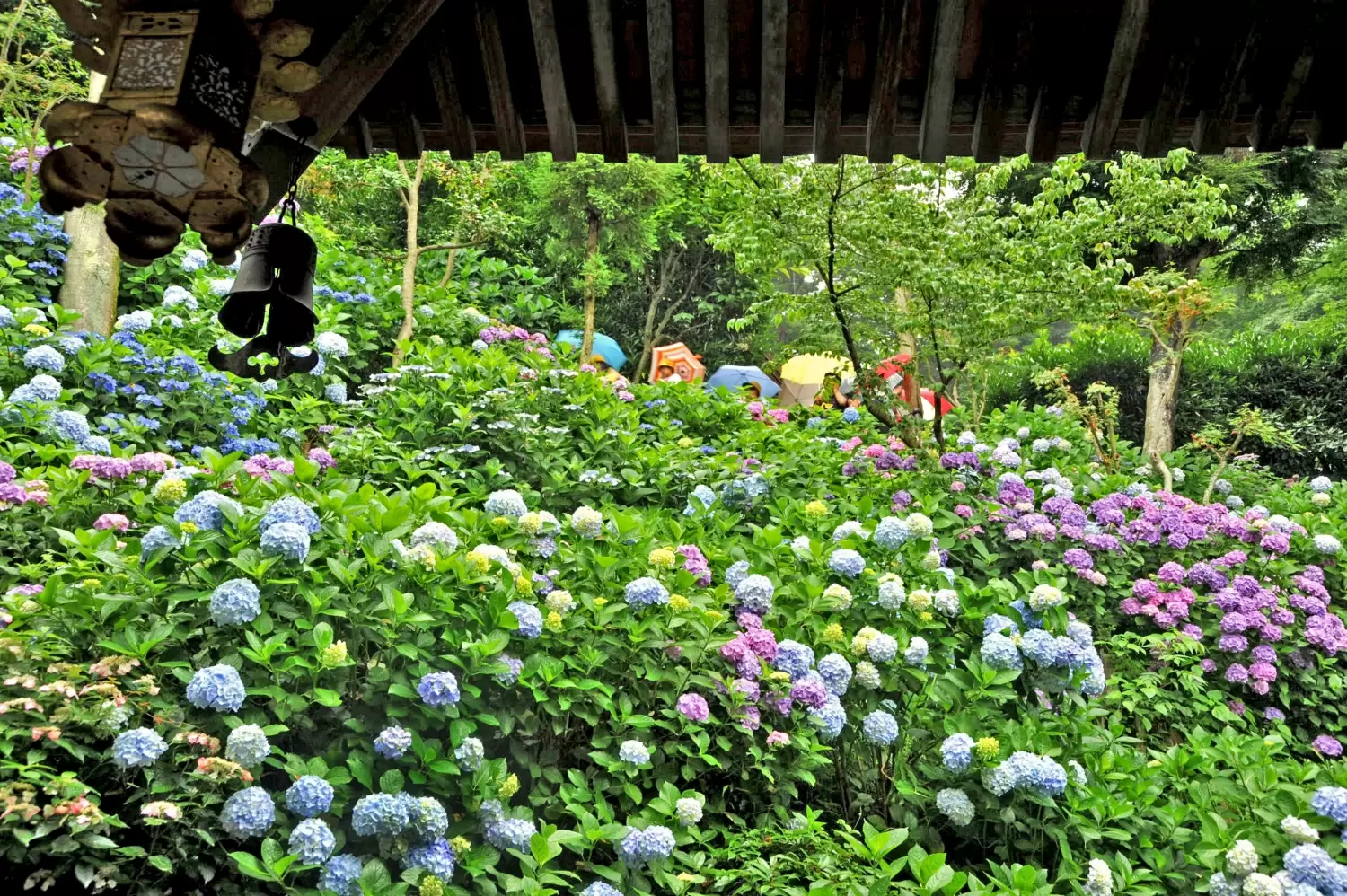 暢遊繡球花聖地「鎌倉長谷寺」小秘訣！網路預約入場更快速