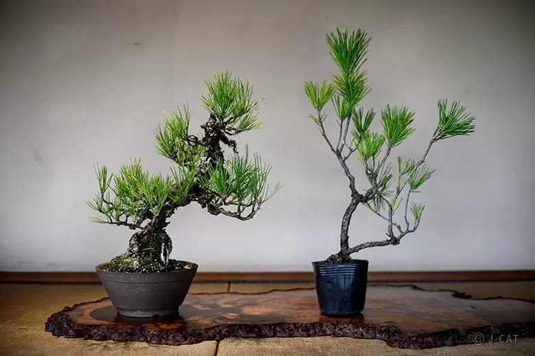 bonsai in himeji
