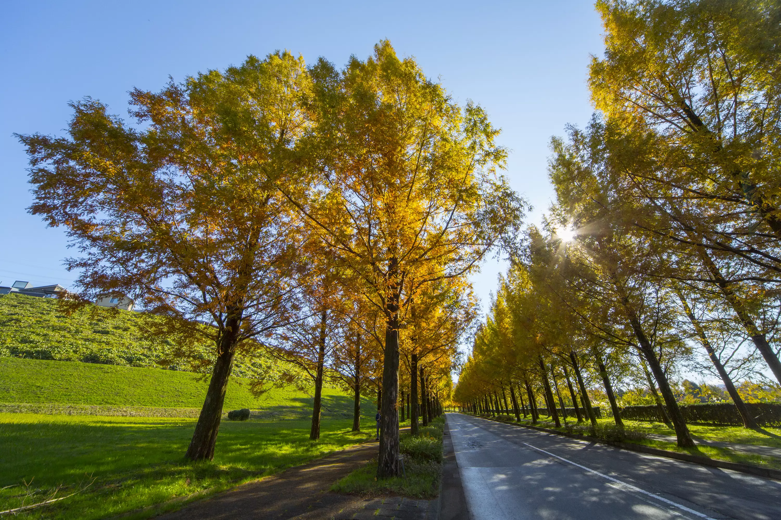 Metasequoia trees lined up in Taiyogaoka<br /> 