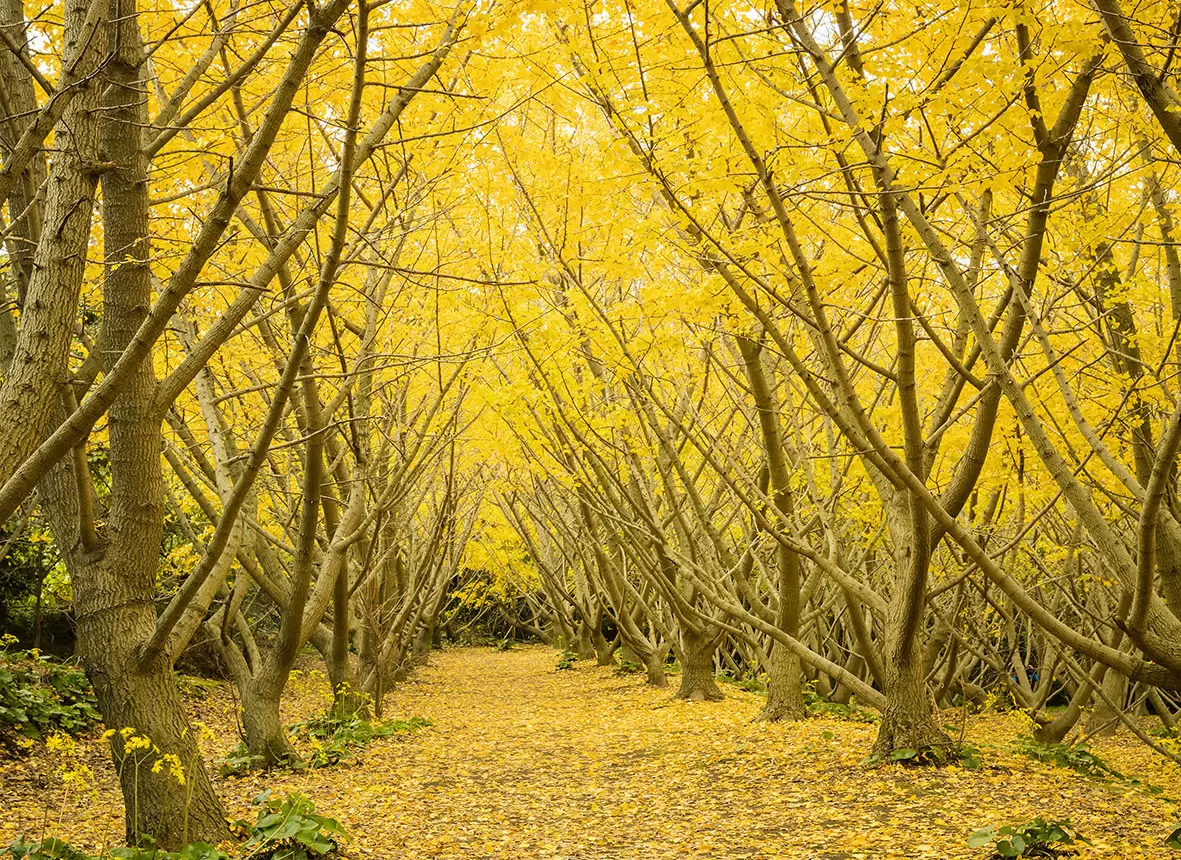 Photo courtesy of Kagoshima Prefecture Tourism Federation<br />