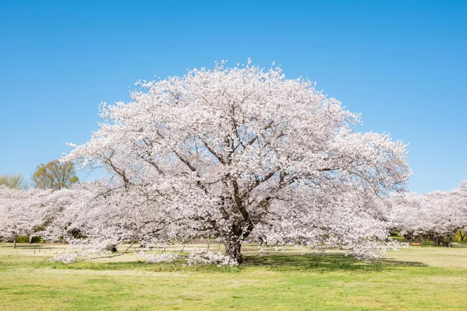 Showa Kinen Park Flower Festival 2026: See Tokyo's Spring Blooms
