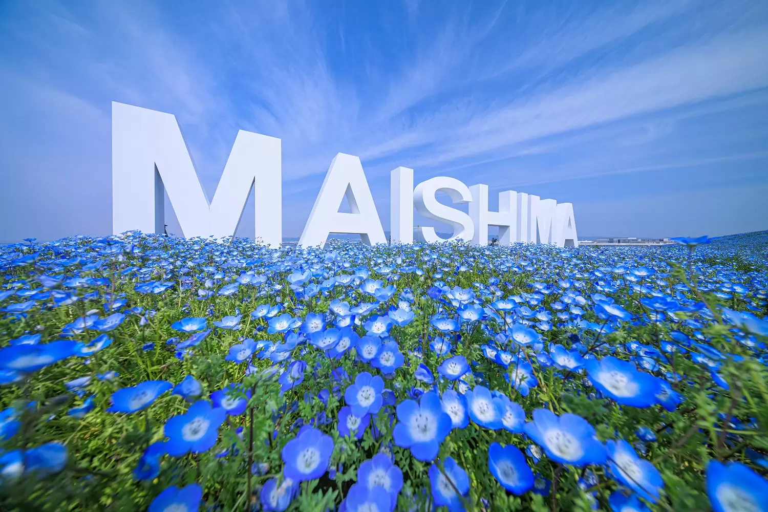  Osaka Maishima Seaside Park Nemophila Festival 2026