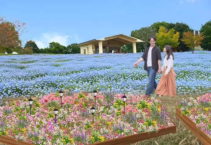 Toneri Park: Nemophila Flowers and Illuminations in Tokyo