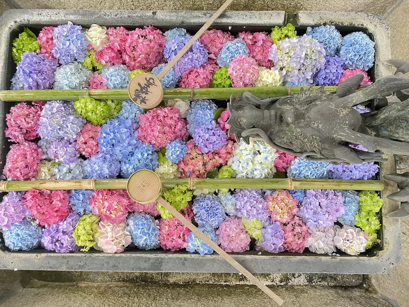 Kyoto Hydrangea Week 2026: Yanagidani Kannon Guide