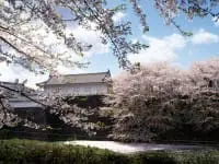 【東北山形】享受滿城千櫻的「霞城公園」