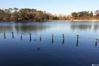 東京人的公園散策：來「洗足池公園」走一圈當個偽在地人吧！