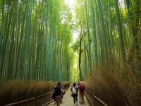 Monkeying Around In Arashiyama - Beautiful Views And Activities