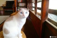 Cat Apartment Coffee In Kyoto: A Fashionable Cafe Full Of Cats