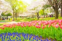 【東京都】1年中花が楽しめる昭和記念公園〜アクセス・見どころ・イベント〜