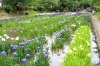 【山口県】錦帯橋とともに訪れたい吉香公園〜基礎情報・アクセス・見どころなど〜