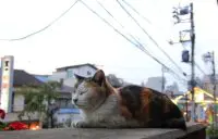 「谷中銀座」在夕陽的陪伴下，吃吃喝喝陪貓咪玩耍！