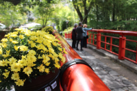 [Shizuoka/Izu] Shuzenji Onsen chrysanthemum decoration