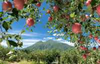 Aomori Weather Guide: What to Wear and When to Visit