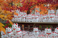 貓奴必去東京「豪德寺」！讓滿滿的招財貓為你招好運