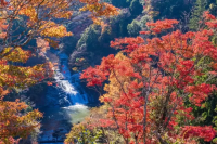Yoro Valley Autumn Festival 2026: Fall Scenery Near Tokyo