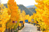 Hachioji Ginkgo Festival 2025: Dates, Highlights, and Access