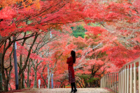 Okayama's hidden gem for autumn foliage! Take stunning photos at Ryusenji Temple (Okayama City)