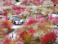 【2026年3月】带上您的相机！新大阪/梅田出发，欣赏壮丽梅花景色