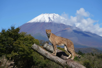 【靜岡】位於富士山山麓的「富士野生動物園」，近距離接觸動物，留下難忘回憶！