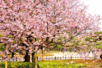 Cherry Blossoms in Kenrokuen Garden 2025: Best Times, Access, and Highlights