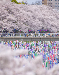 Let's go see the spectacular scenery that can only be found here! Tatebayashi Sakura and Carp Streamer Village Festival
