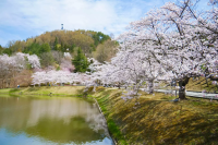 Yamagata Cherry Blossoms: 10 Beautiful Locations