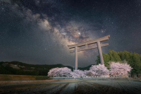 [2025 Spring Special] Spring Gifts in Kansai and Wakayama: 7 Recommended Cherry Blossom Spots