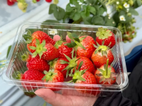 Enjoy the vibrant strawberries and beautiful winter scenery of Mount Yatsugatake - Hokuto City, Yamanashi Prefecture -