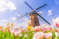 Near Tokyo! Sakura Tulip Festa 2025: Highlights and Photogenic Spots
