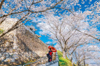 Enjoy cherry blossom viewing at Okayama's little-known cherry blossom spot, Yoshii Shiroyama Park