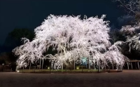 Cherry Blossoms at Rikugien Garden in Tokyo: Spring Light-up 2026