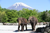 【絶景】富士サファリパークの富士山ビューポイント紹介！