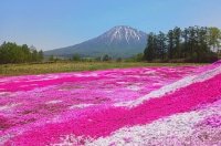 June's Secret Bloom: Discover the Hidden Shibazakura Garden in Niseko