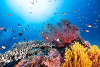 Diving and Snorkeling in Okinawa: Best Season and Top Activities