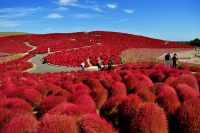 [Kanto area] Let's go see the autumn kochia! 4 popular spots we definitely recommend🍁