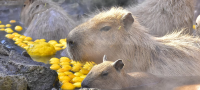 Izu Shaboten Zoo Group