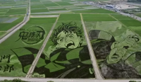 Japan's Rice Field Art and 10 Famous Rice Paddies