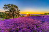 คู่มือขับรถเที่ยว ฮอกไกโด ช่วงฤดูร้อน | จุดชมวิวยอดนิยมและเส้นทางแนะนำตามพื้นที่