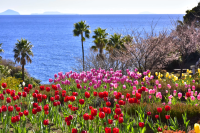 纽约灯具博物馆和花园的完整指南，位于城崎海岸附近，享有壮丽的景色！