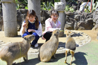 东京站下车！饱览伊豆高原被大海和群山环绕的壮丽景色！一日游