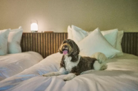 箱根石原開設了可以和狗狗一起入住的狗狗友善別墅