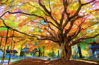 Fukuoka in Autumn 2025: Top 10 Fall Foliage Destinations