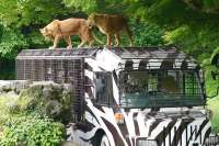 A wire mesh stretches all the way to the ceiling! Ride the Super Jungle Bus and experience the thrill of Fuji Safari Park!