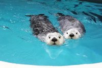 从名古屋、大阪、京都出发，一日游即可游览三重县 6 处热门观光景点！