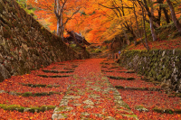 5 Must-See Autumn Foliage Spots Around Lake Biwa, Shiga - Perfect for a Scenic Fall Walk